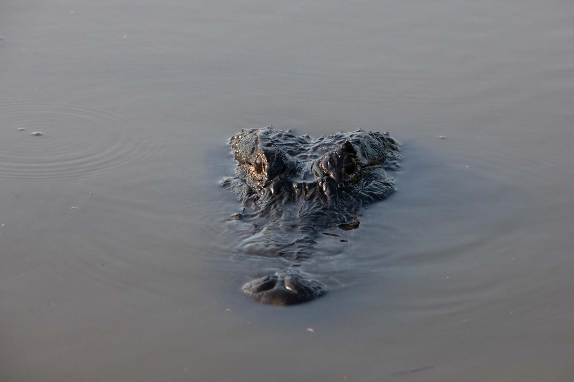 Alligator eyes above the surface