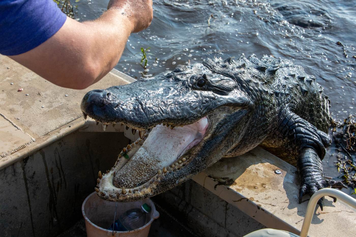 From the deck of an airboat, an arm in a blue sleeve holds bait over a big alligator with its jaws open against the boat.