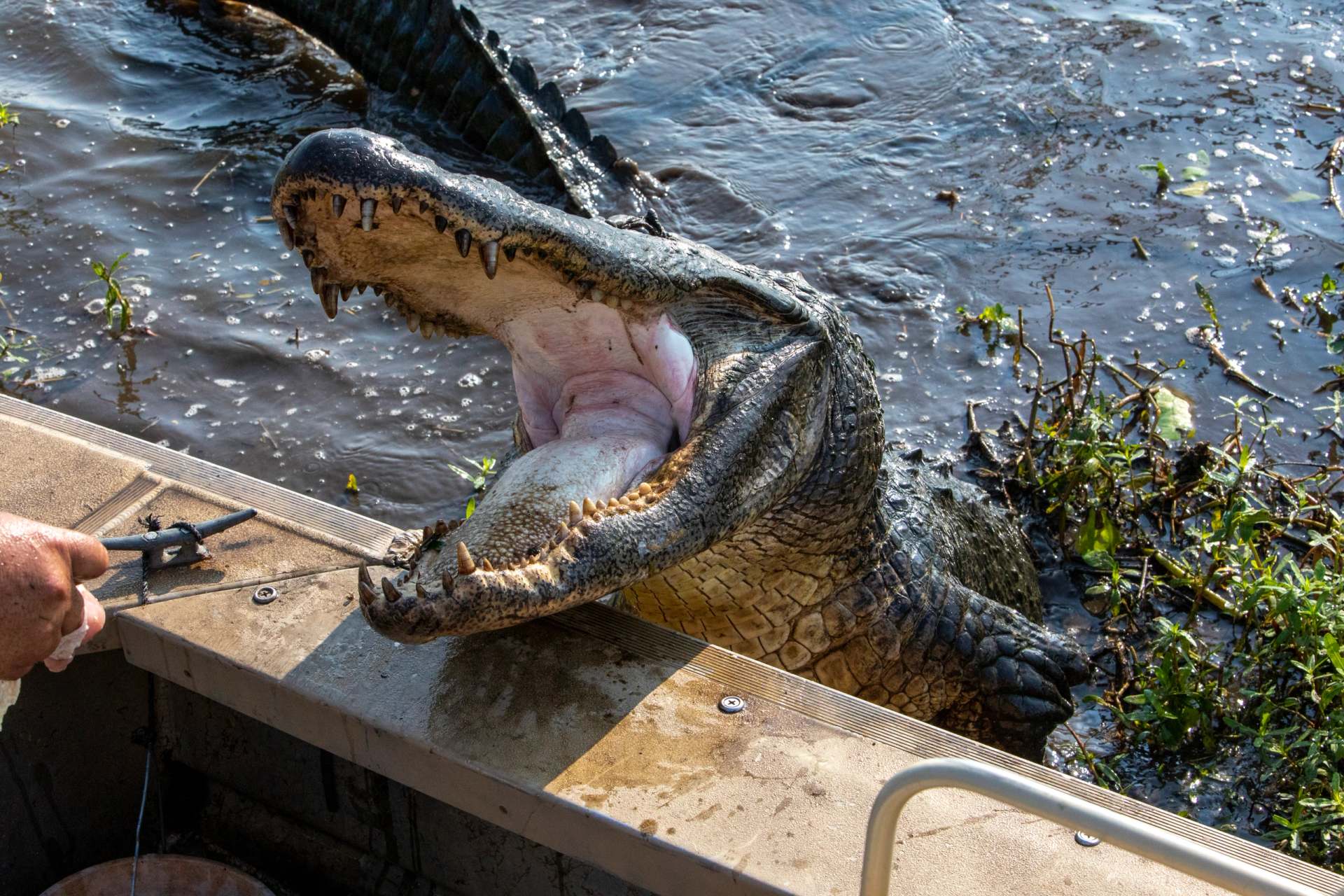 An alligator rears up beside the airboat's gunwale with its jaws wide open.