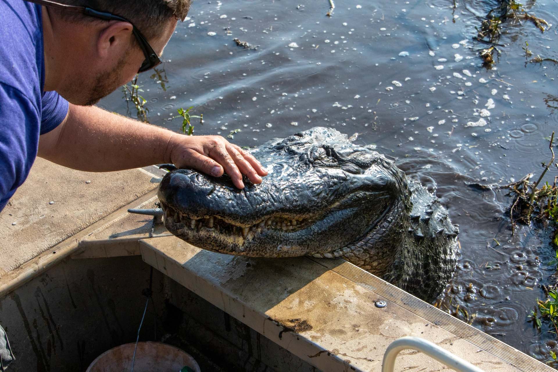 A man leans over the side of the airboat and rests his hand on the snout of a large alligator at the gunwale.