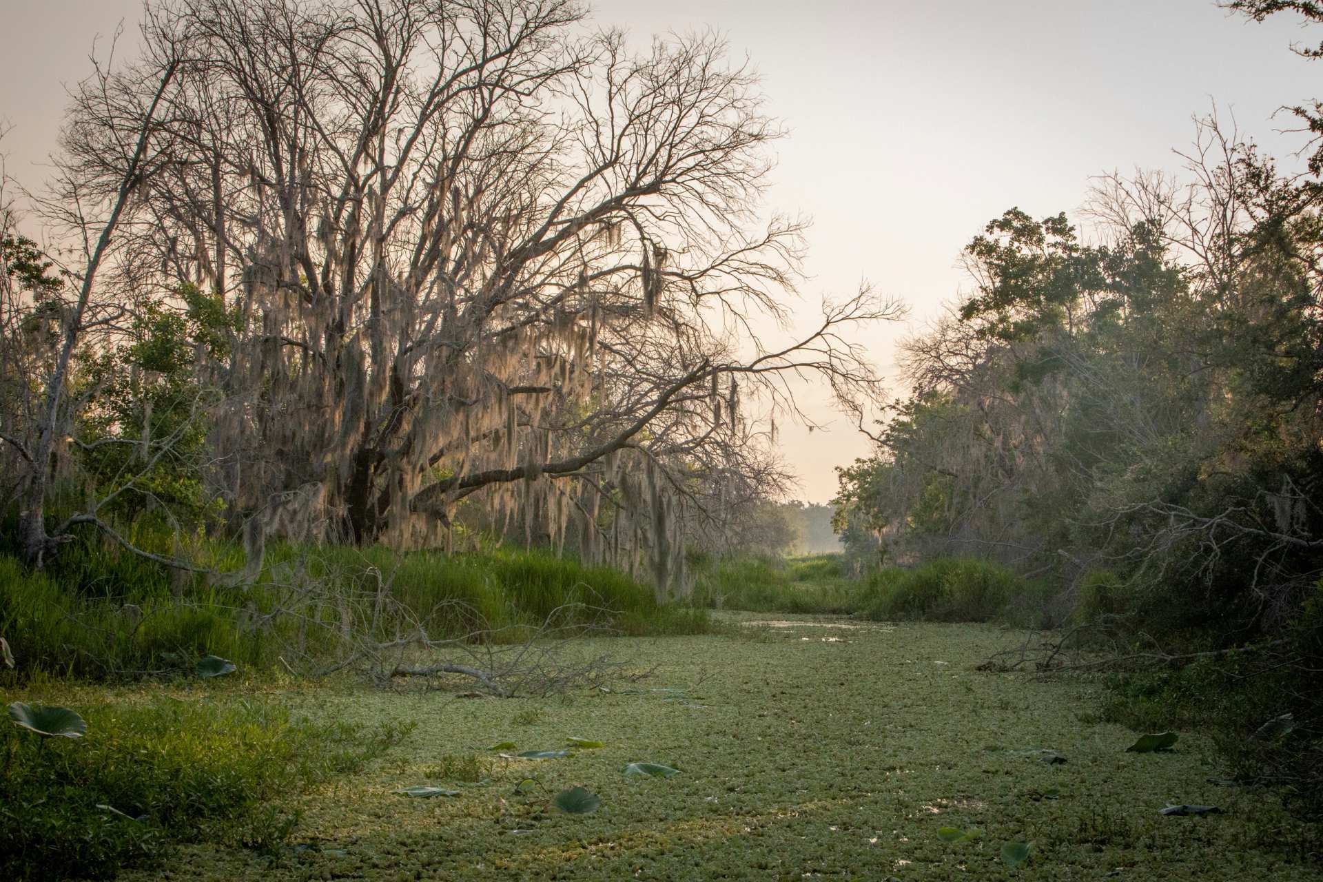 Early light over a narrow Louisiana swamp channel with floating plants and moss-draped cypress